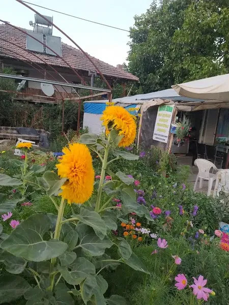 Tostçu Erdem - Photo 4