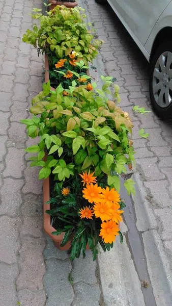 Tostçu Kemal - Photo 1