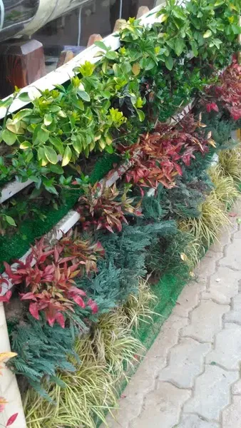Tostçu Kemal - Photo 2