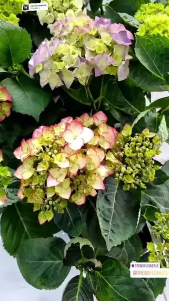 Trendflowers Garden Tar. San. Tic. Ltd. Şti. - Photo 6