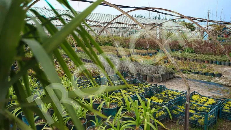 Tropical Peyzaj - Çim - Photo 4