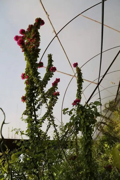 Tropical Peyzaj - Çim - Photo 6