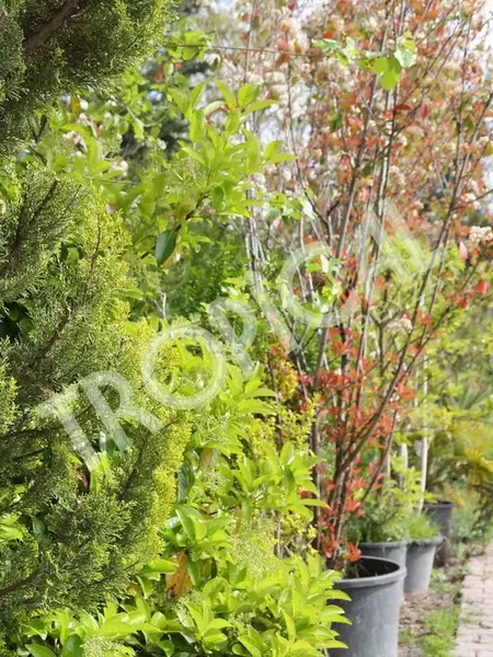 Tropical Peyzaj - Çim - Photo 9
