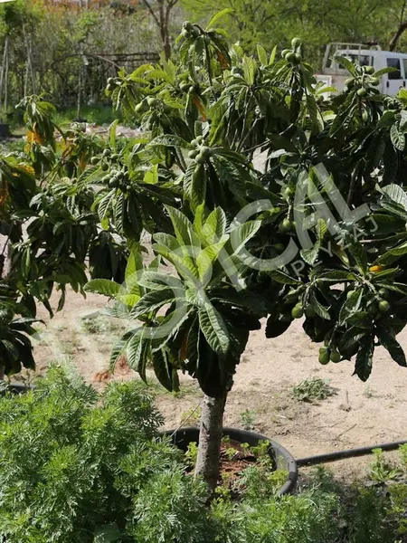 Tropical Peyzaj - Çim - Photo 10