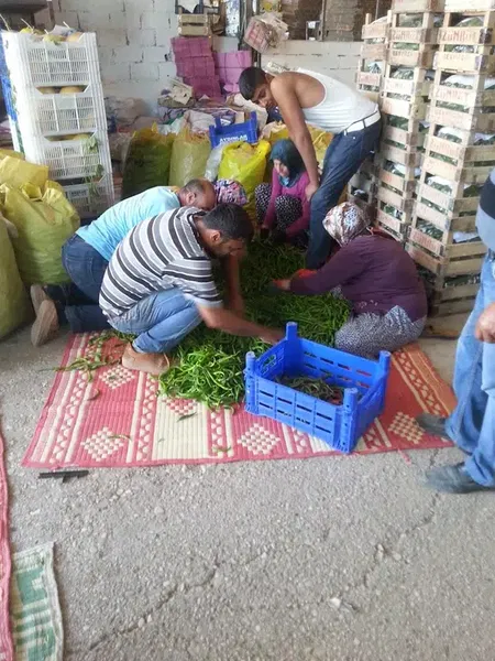 Turunçova Hali - Photo 6