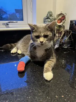 Umut Veteriner Kliniği