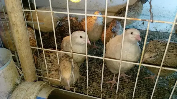 Uslular kanatlı hayvan çiftligi
