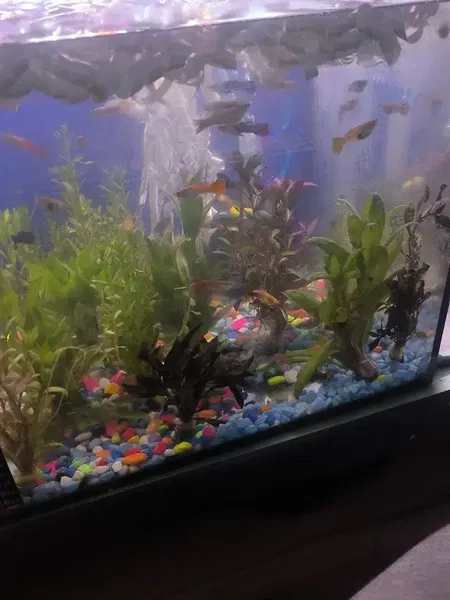 Uğur Petshop - Photo 10