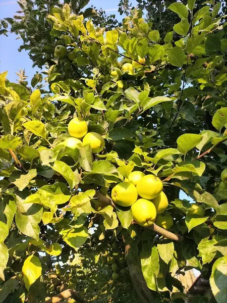 Uğurlar yeri - Photo 3