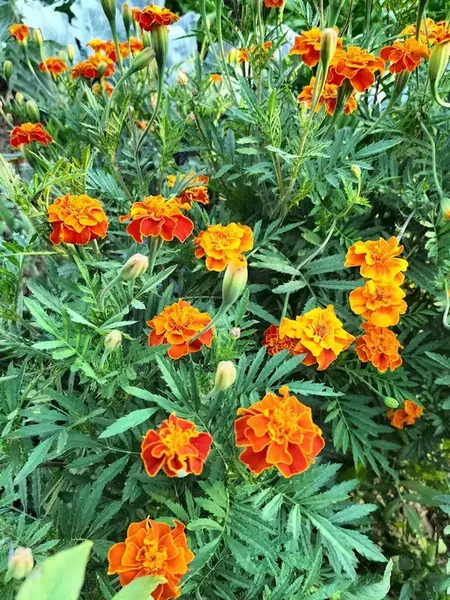 Uğurlar yeri - Photo 7