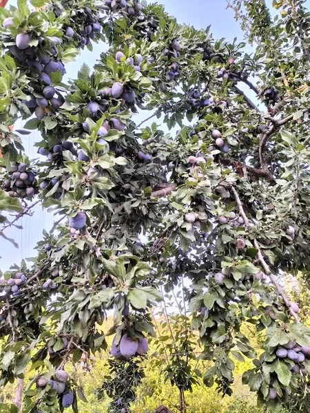 Uğurlar yeri - Photo 9