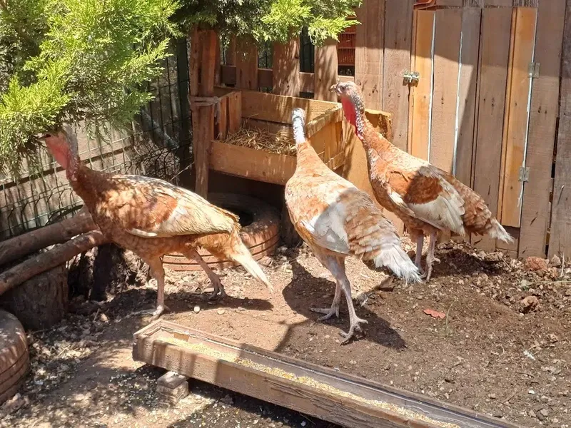 Varol's Farm - Photo 5