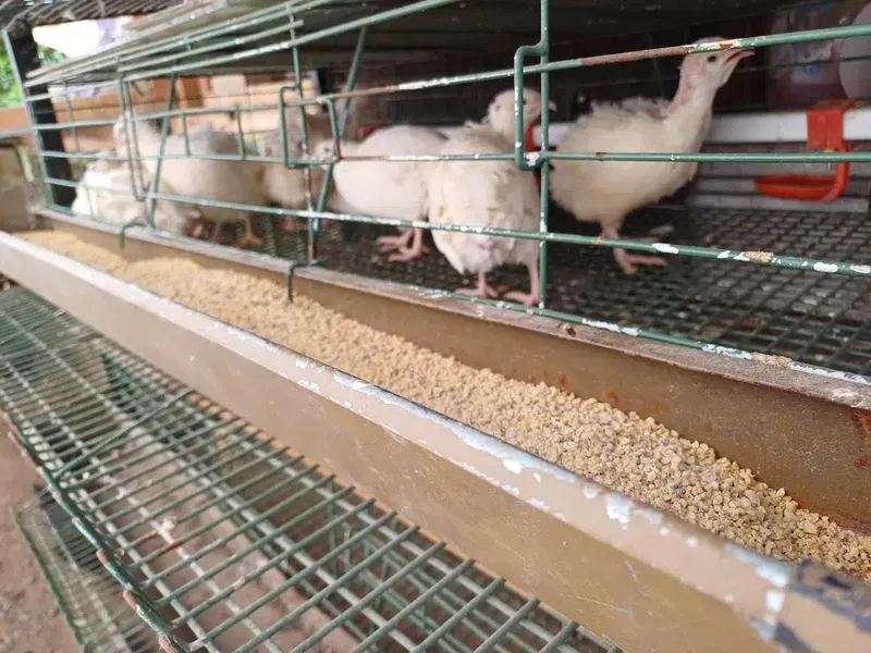 Varol's Farm - Photo 6