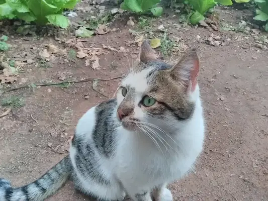 Vefa Tepesi
