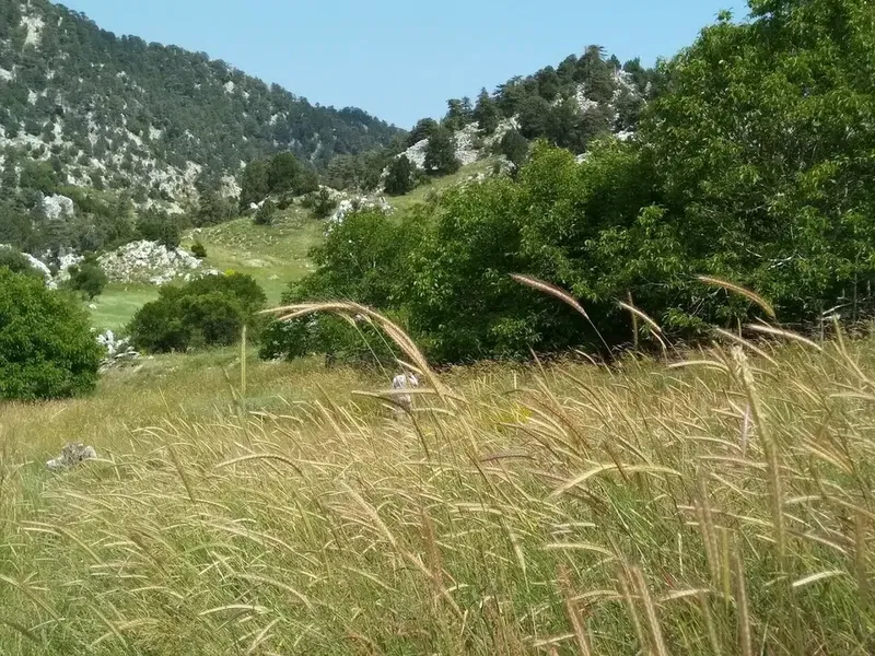 Vefa Tepesi - Photo 3