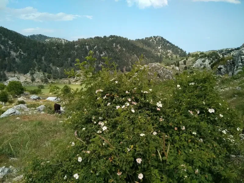 Vefa Tepesi - Photo 6