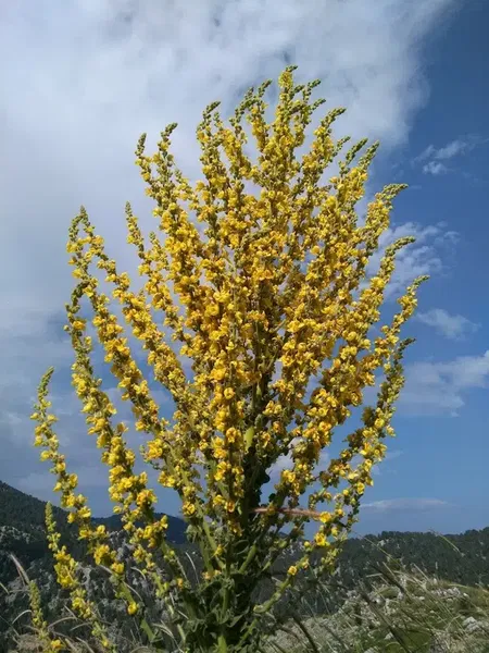 Vefa Tepesi - Photo 9