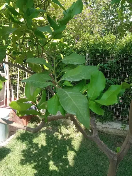 Villa star - Photo 3
