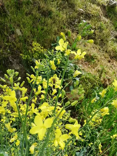 Vural usta - Photo 9