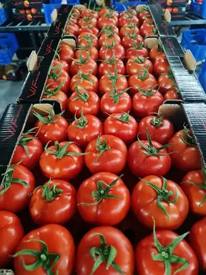 West Fruit Kınık
