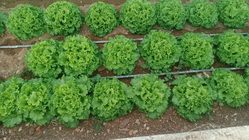 Yahyalı yeşillik üretim tesisleri - Photo 2