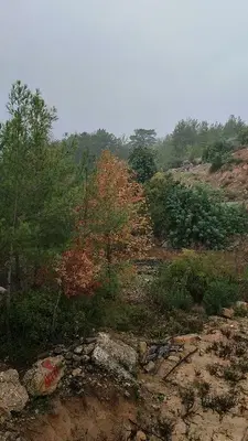 Yalçinkaya Bağ-Evi̇