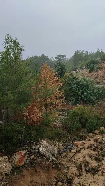 Yalçinkaya Bağ-Evi̇ - Photo 1