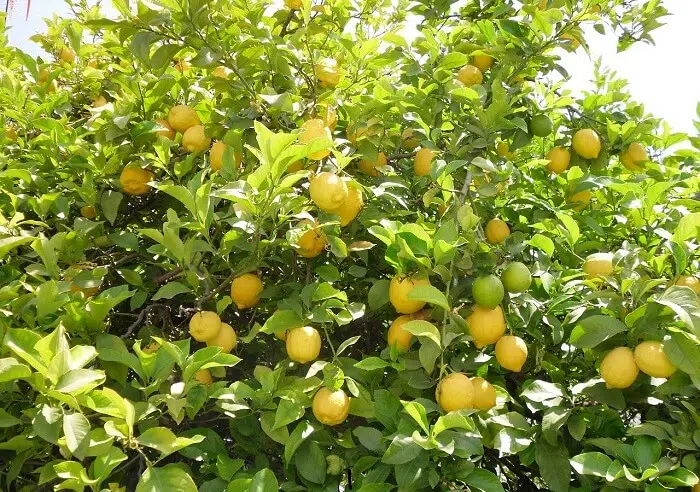 Yarımada Çiçekçilik - Photo 8