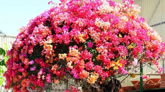 Yarımada Çiçekçilik - Photo 10