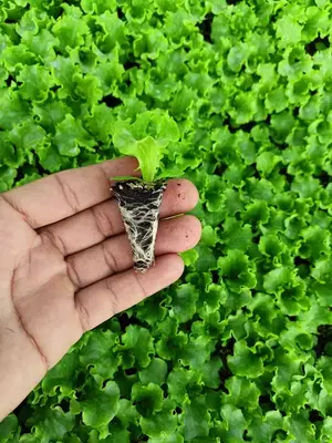 Yağmur Fide Yayla Tesisleri
