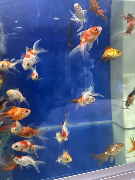 Yemci petshop - Photo 5