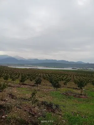 Yeni tarım murcott üretim tesisleri