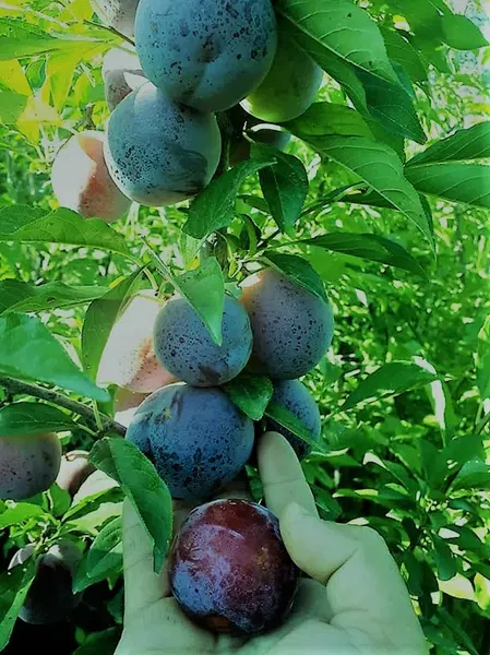Yeşilbahçe Fidancılık - Photo 4