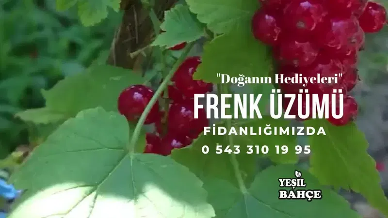 Yeşilbahçe Fidancılık - Photo 8