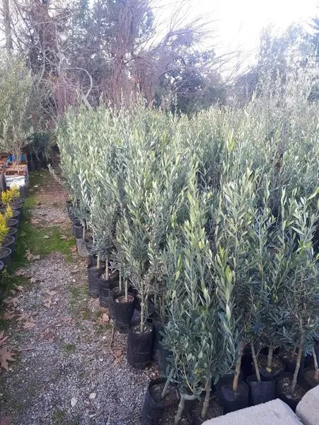 Yeşilbahçe Fidancılık - Photo 9