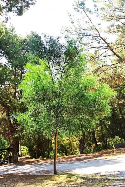 Child park - Photo 6