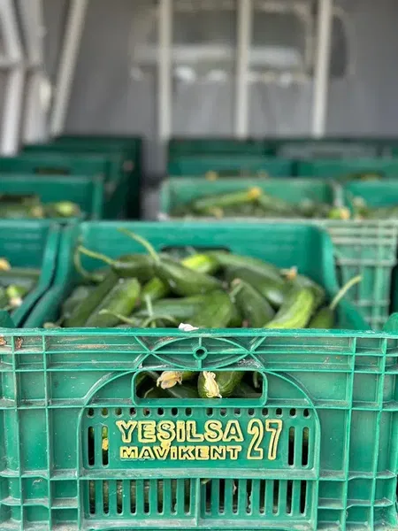 Yeşi̇lsa Tarim - Photo 5