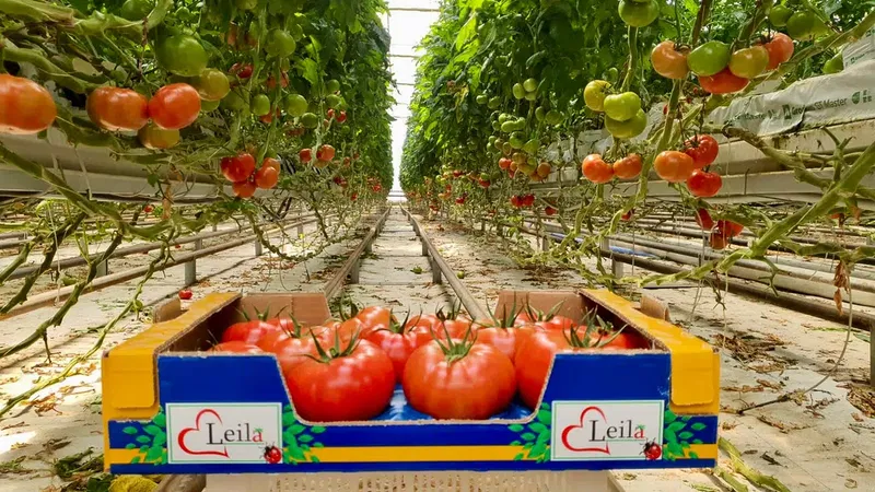 Ysf Fruit - Photo 2