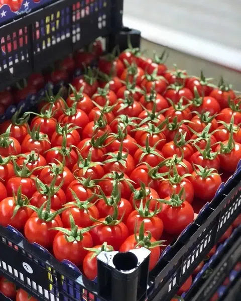 Ysf Fruit - Photo 5