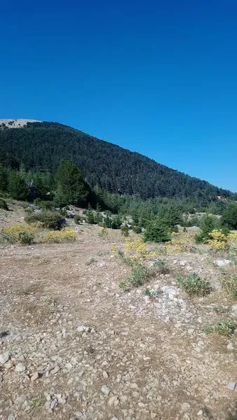 Yusuf Polat Hatıra Ormanı - Photo 2