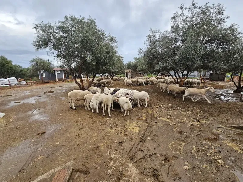 Yıldız besi çiftliği - Photo 3
