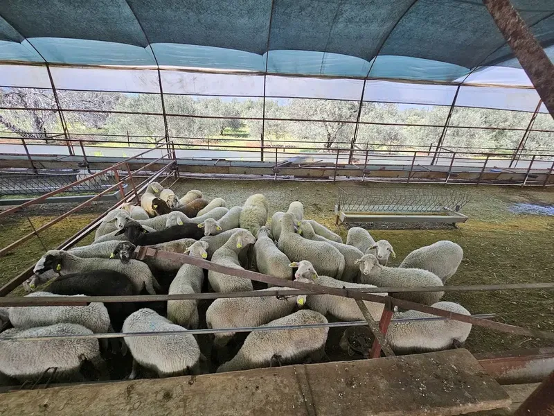 Yıldız besi çiftliği - Photo 7