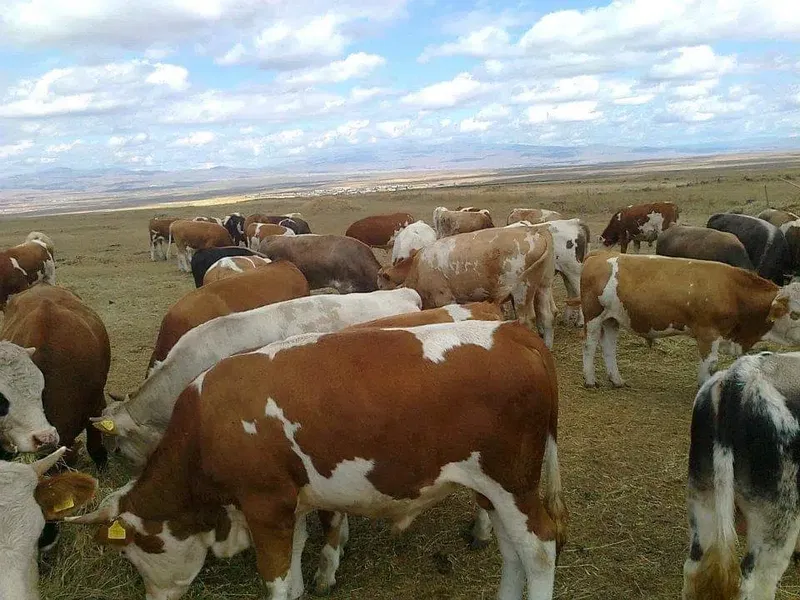 Yıldız ticaret 2 - Photo 1