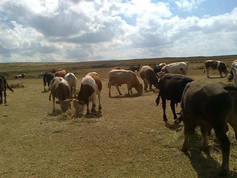 Yıldız ticaret 2 - Photo 2