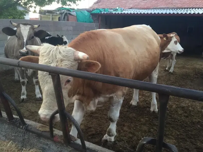 Yıldız ticaret 2 - Photo 3