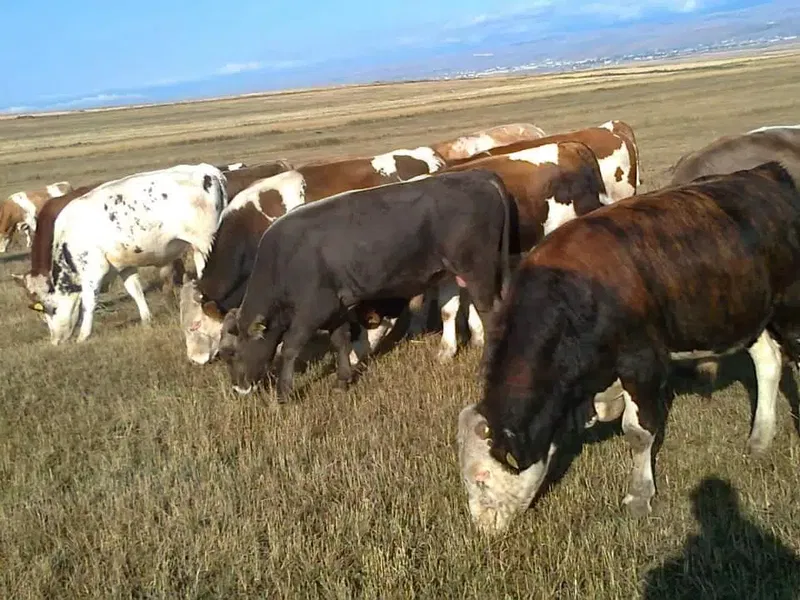 Yıldız ticaret 2 - Photo 5