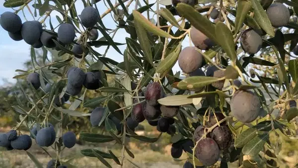 Zeytin üreticisi
