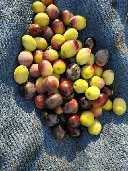 Zeytin üreticisi - Photo 2