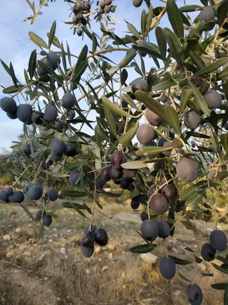 Zeytin üreticisi - Photo 4