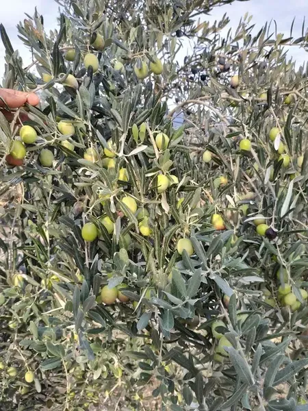 Zeytin üreticisi - Photo 6